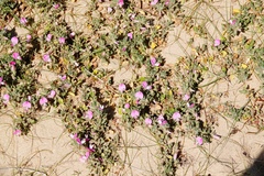 Ononis spinosa procurrens
