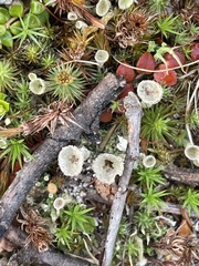Cladonia deformis