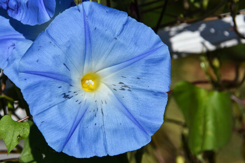 Ipomoea tricolor