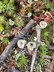 Cladonia deformis
