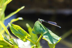 Enallagma vesperum