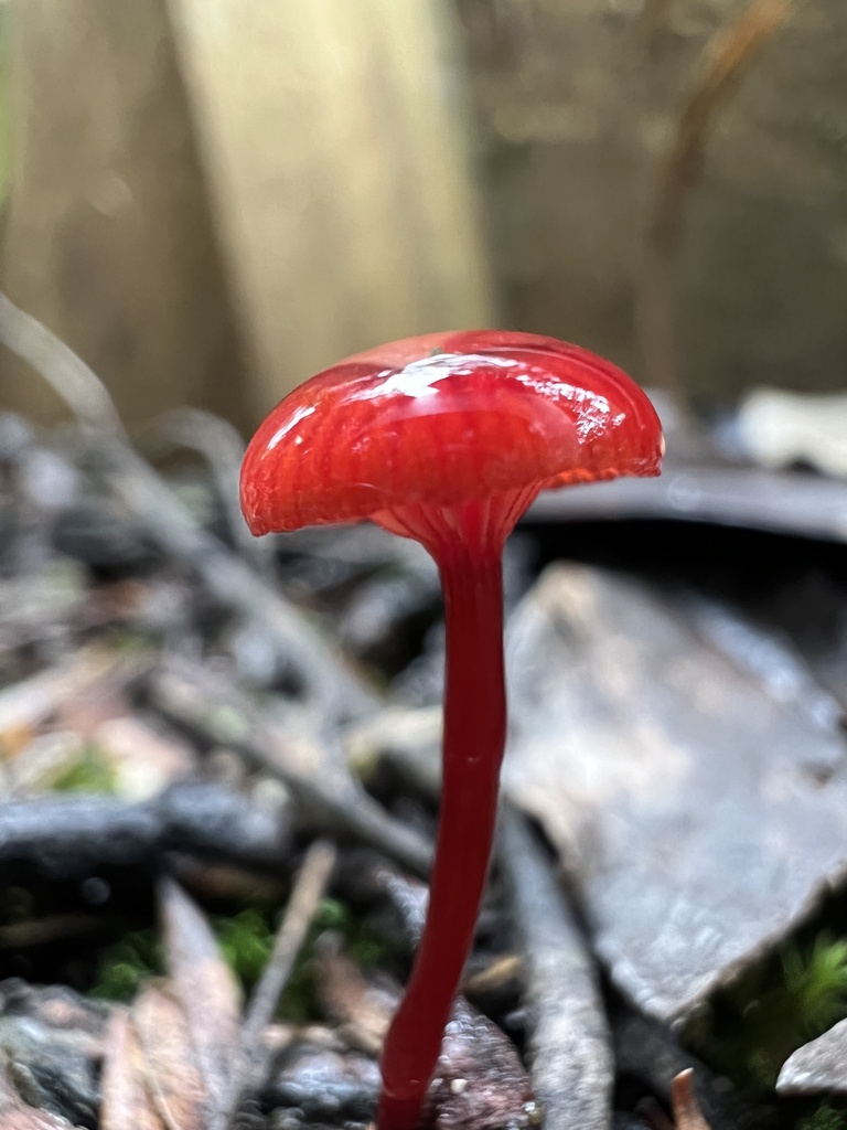 Ruby Bonnot ruby bonnet from Karamatura Track, Huia, Auckland, NZ on June 19, 2022 ...