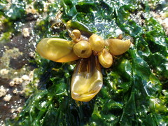 Halosaccion glandiforme