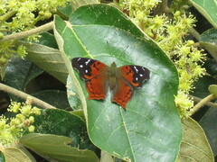 Hypanartia kefersteini