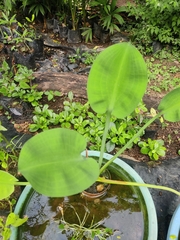 Limnocharis