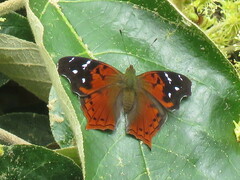 Hypanartia kefersteini