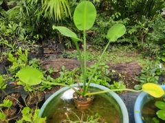 Limnocharis