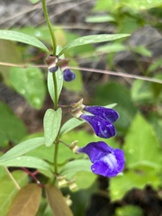 Scutellaria angustifolia