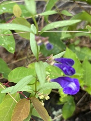Scutellaria angustifolia