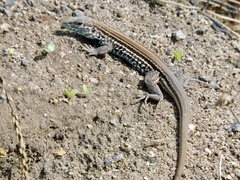 Aspidoscelis lineattissimus