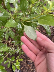 Populus × acuminata