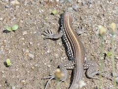 Aspidoscelis lineattissimus