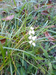 Spiranthes arcisepala