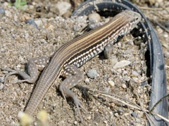 Aspidoscelis lineattissimus