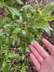 Populus × acuminata