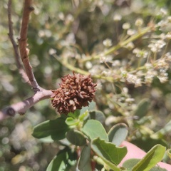 Asphondylia ceanothi