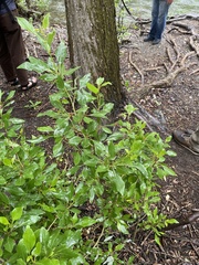 Populus × acuminata