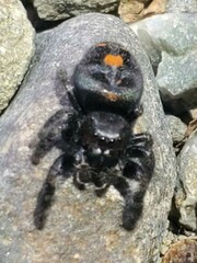 Phidippus audax