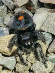 Phidippus audax