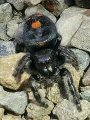 Phidippus audax