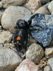 Phidippus audax