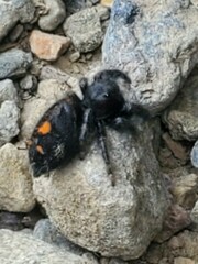 Phidippus audax