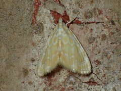 Glaphyria glaphyralis