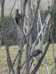 Strepera versicolor versicolor