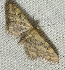 Idaea deitanaria