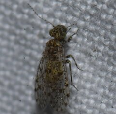 Philotarsidae