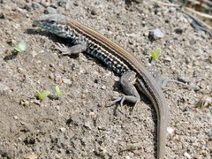 Aspidoscelis lineattissimus