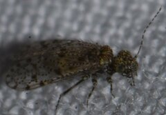Philotarsidae