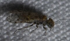 Philotarsidae