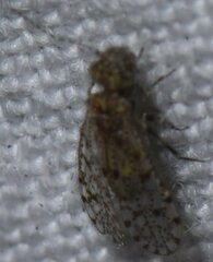 Philotarsidae