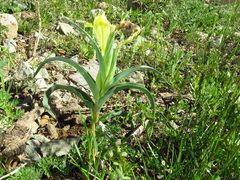 Iris caucasica