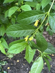 Lonicera involucrata
