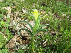 Iris caucasica