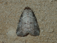 Hyperstrotia pervertens