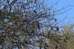 Ebenopsis caesalpinioides