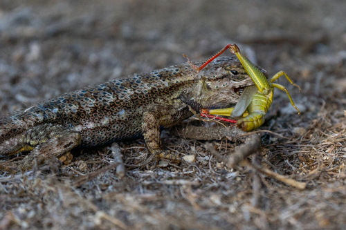 iNaturalist observation photo of Western Fence Lizard