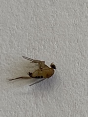 Metopininae
