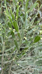 Baccharis articulata