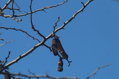 Ebenopsis caesalpinioides