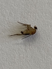 Metopininae