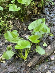 Calla palustris