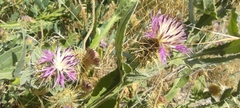 Centaurea seridis