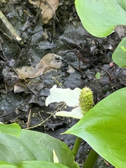 Calla palustris