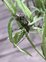 Aegomorphus modestus