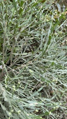 Baccharis articulata