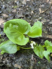 Calla palustris